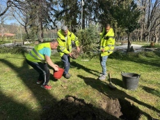 Нови дръвчета обогатиха Градската градина в Горна Оряховица