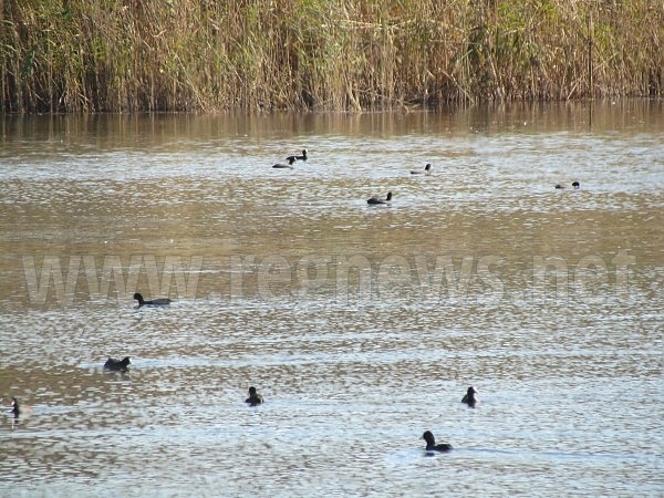 Ниска численост на водолюбивите птици е установена при среднозимното преброяване в региона