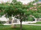 Над 200 дръвчета ще бъдат засадени в Горна Оряховица 