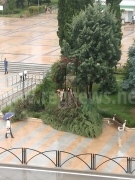 Стихията събори дърво в центъра на Горна Оряховица