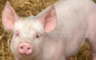 Заради африканската чума по свинете привикват стопаните от Полскотръмбешко 