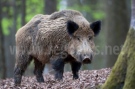 Африканска чума бе открита на диви прасета в землището на Свищов
