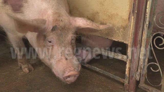 Бедствено положение обявиха в Свищов заради чумата по свинете
