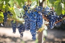 Община Свищов обяви конкурс за домашно червено вино