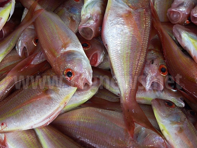 Експерти провериха сигнал за умряла риба в река Янтра във Велико Търново