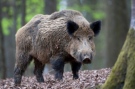 Нов случай на африканска чума по диви свине в Горнооряховско ограничава лова на дивеч