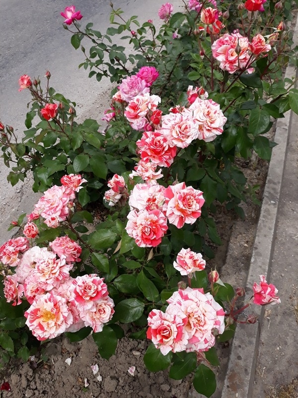 Майски рози създават настроение в местността Паметниците край Свищов