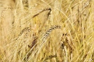 Нелечим вирус нападна и пшеницата в Горнооряховско