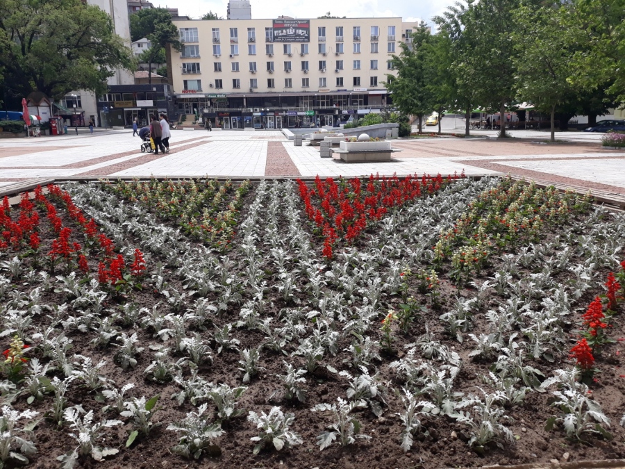 С пъстри летни цветя са засадени градските паркове на Свищов