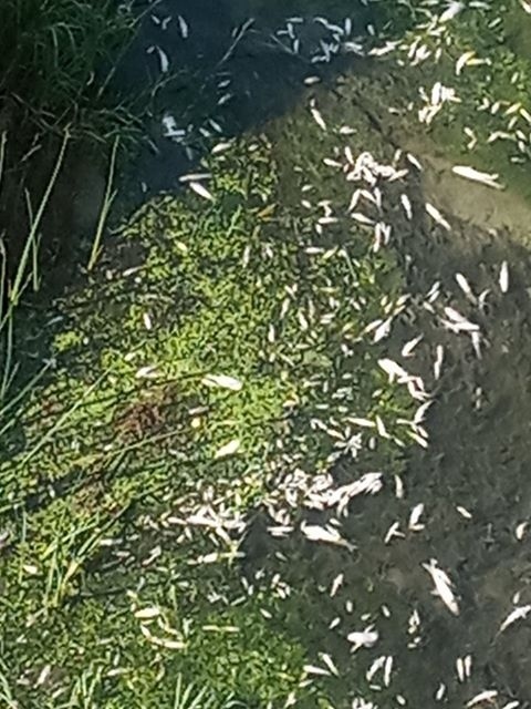 Хиляди мъртви риби изплуваха в Янтра между Драганово и Върбица