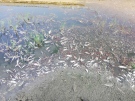 Екоинспектори провериха сигнал за умряла риба в река Янтра и при селата Драганово и Горски долен Тръмбеш
