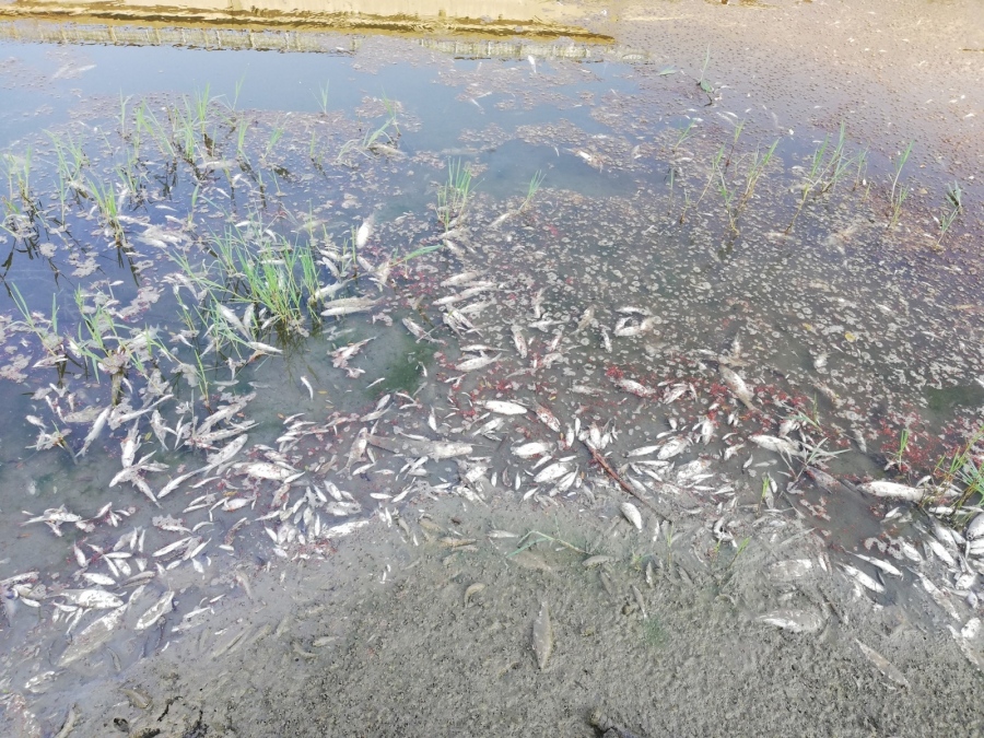 Екоинспектори провериха сигнал за умряла риба в река Янтра и при селата Драганово и Горски долен Тръмбеш