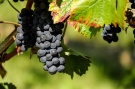 Община Свищов обяви конкурс за домашно вино 