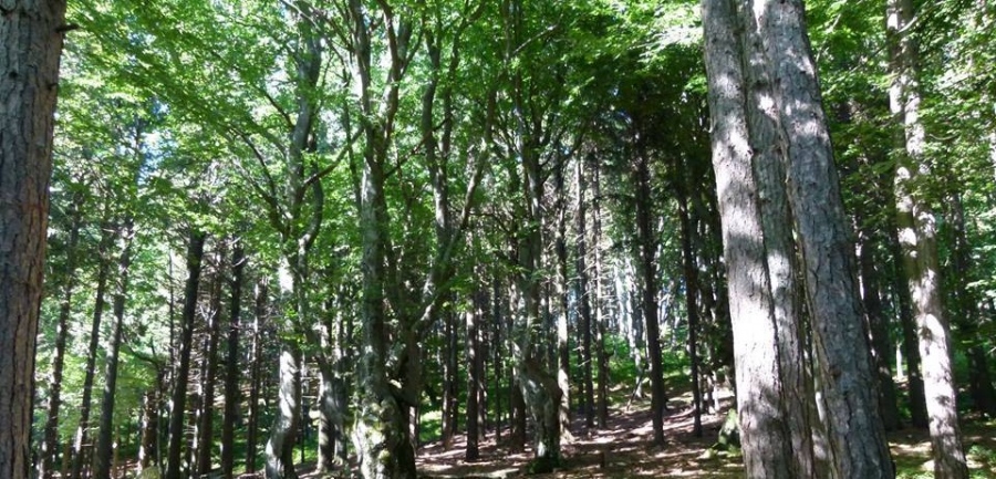185 дървета са незаконно изсечени в землището на Майско