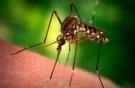 Днес обработват срещу комари в Горна Оряховица