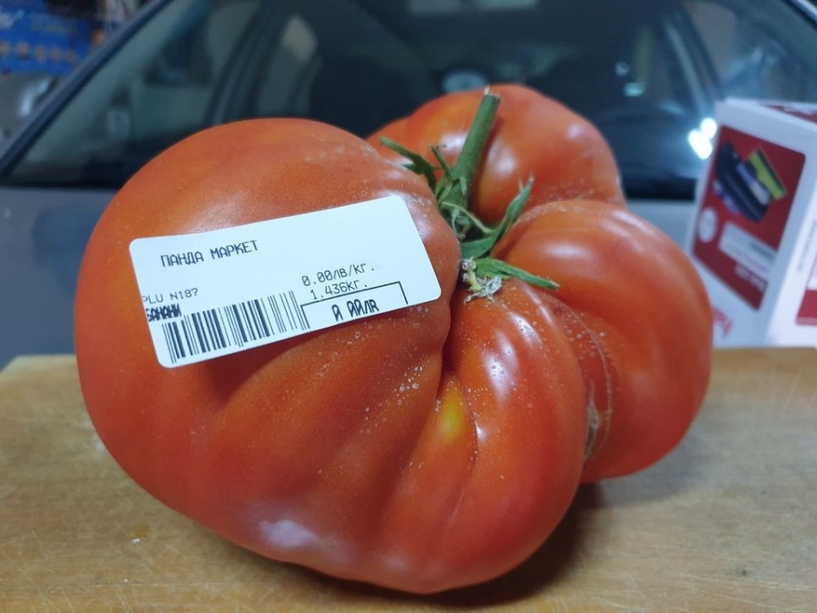 Еленчанин отгледа в стопанството си домат с тегло 1 430 гр.