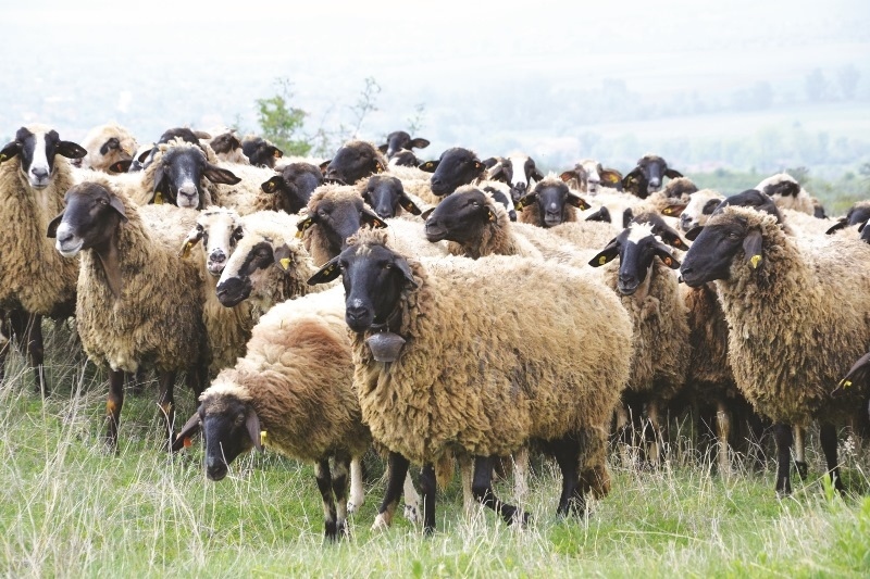 Малки ферми увеличават стадата с овце за сметка на кравите