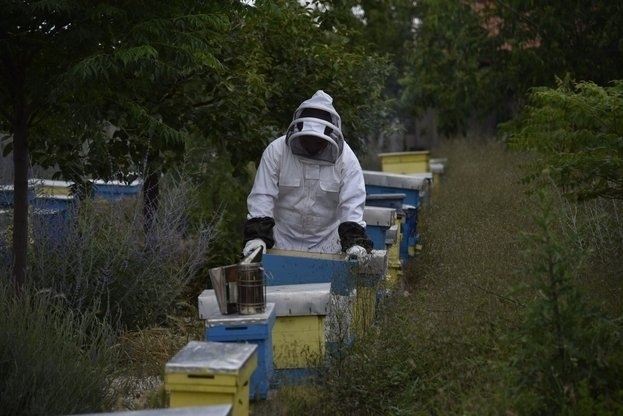 На вниманието на пчеларите: Предстои обработка срещу плевели на железопътни гари в областта