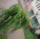 Близо 30 сигнала за наводнени домове и обществени сгради са получени след бурята в Горна Оряховица