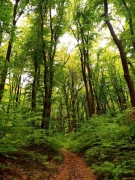 2345 дка са новите гори, залесени в Централна Северна България през 2022 г.