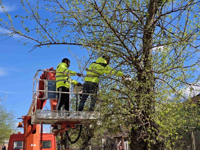 В Горна Оряховица се преустановява кастренето на дървета в общинските площи, дейностите ще се подновят през есента