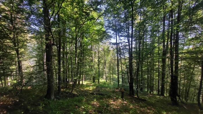 Намаляват набезите в горите на Централна Северна България