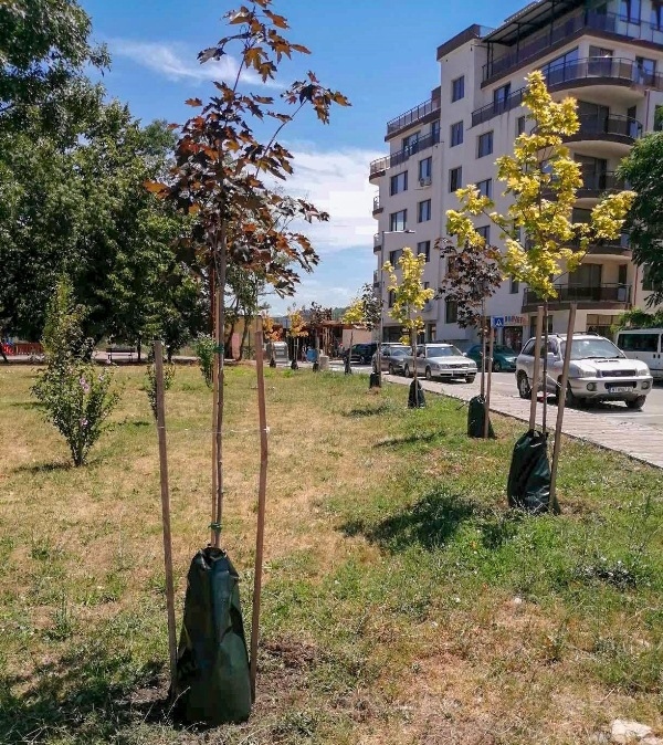 Община Велико Търново тества иновативно напояване за дърветата в градска среда