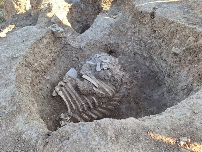 С изваждането кост по кост на цял конски скелет завършват разкопките на Източния некропол и селище под Ряховец, а екипът има покана за изложба в Националния исторически музей