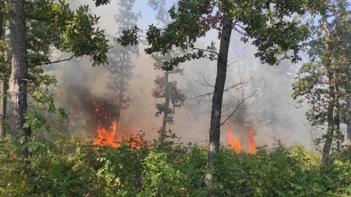 12 пожара са възникнали в горите на Централна северна България от началото на годината, човешкият фактор е основната причина