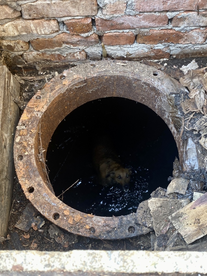 Доброволци и кметът на Горна Оряховица спасиха куче, паднало в шахта
