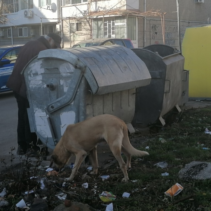 Само една фирма кандидатства да изгради приюта за кучета в Горна Оряховица