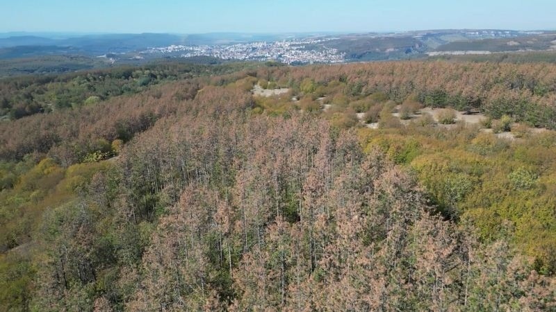 Посочиха причините за масовото съхнене на боровете около Шереметя и Арбанаси