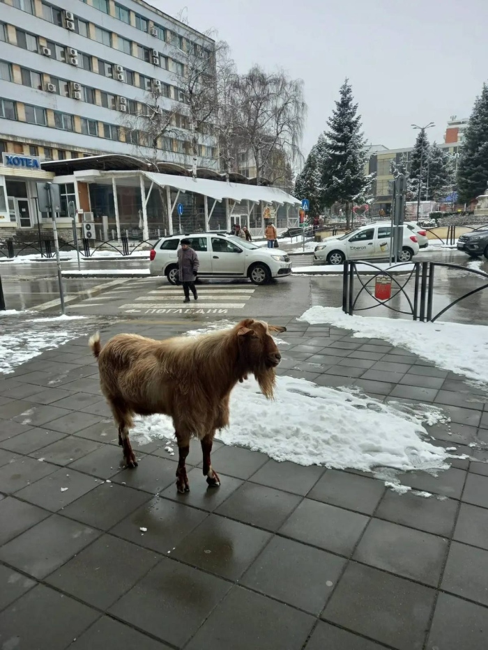 Пръч се разходи из Горна Оряховица, заваляха майтапи на негов гръб